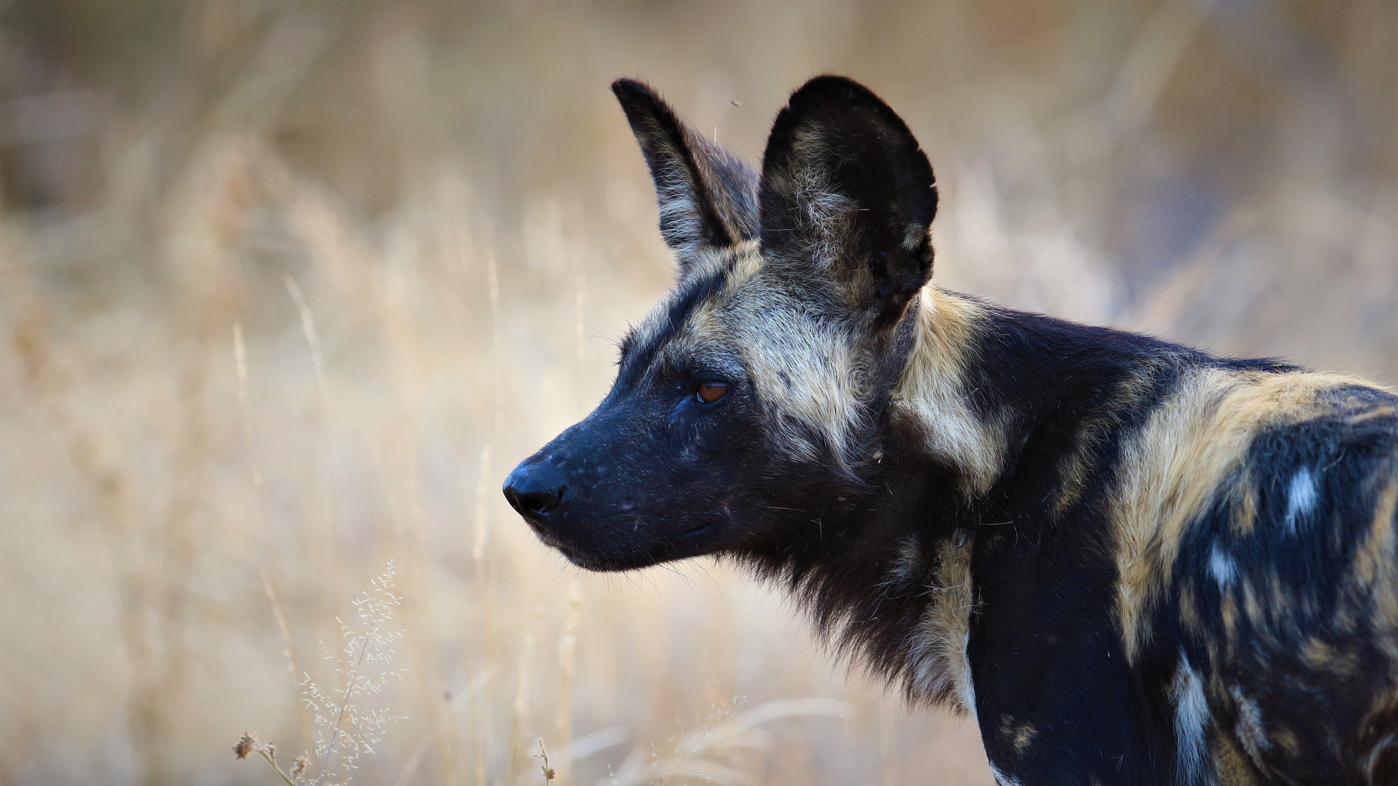 Makumu - Wild Dog