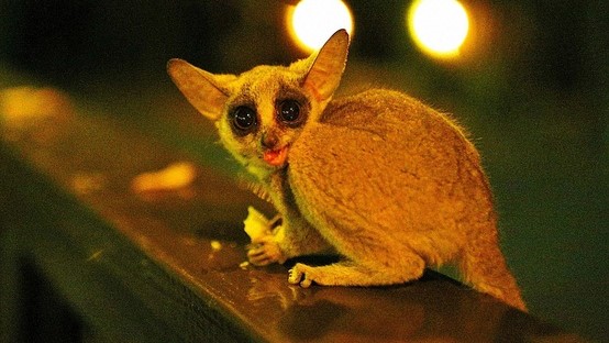 Needles Lodge - Wildlife 5