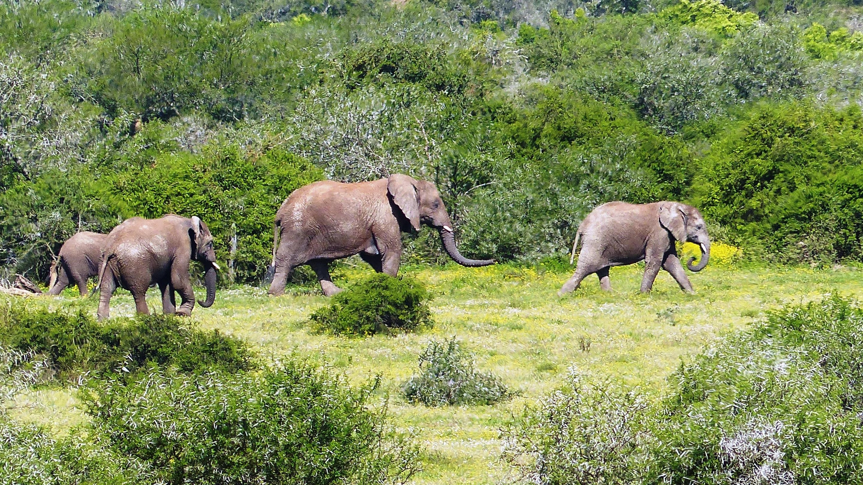 Elephants_1