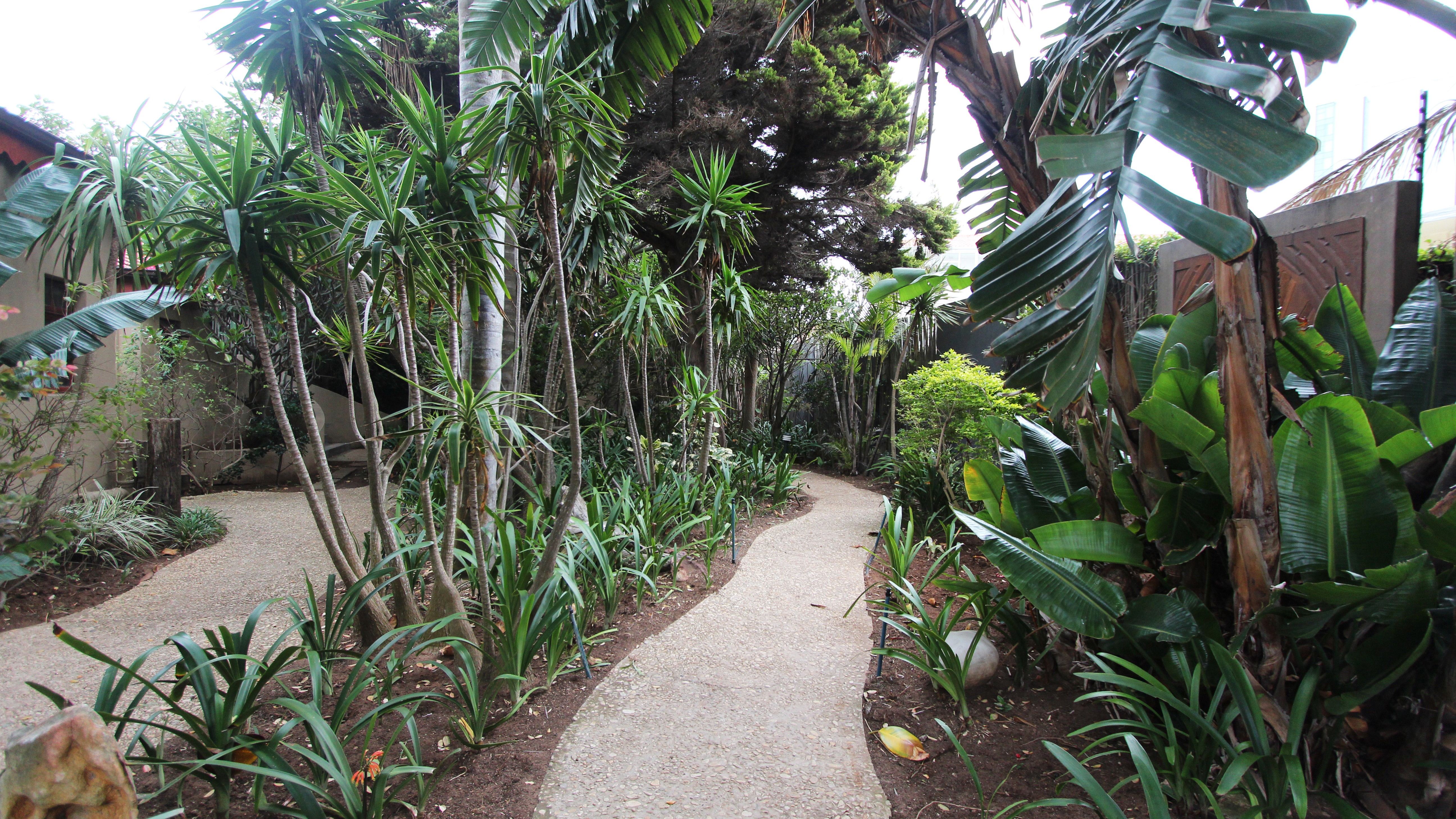 Lion Roars Singa (6)