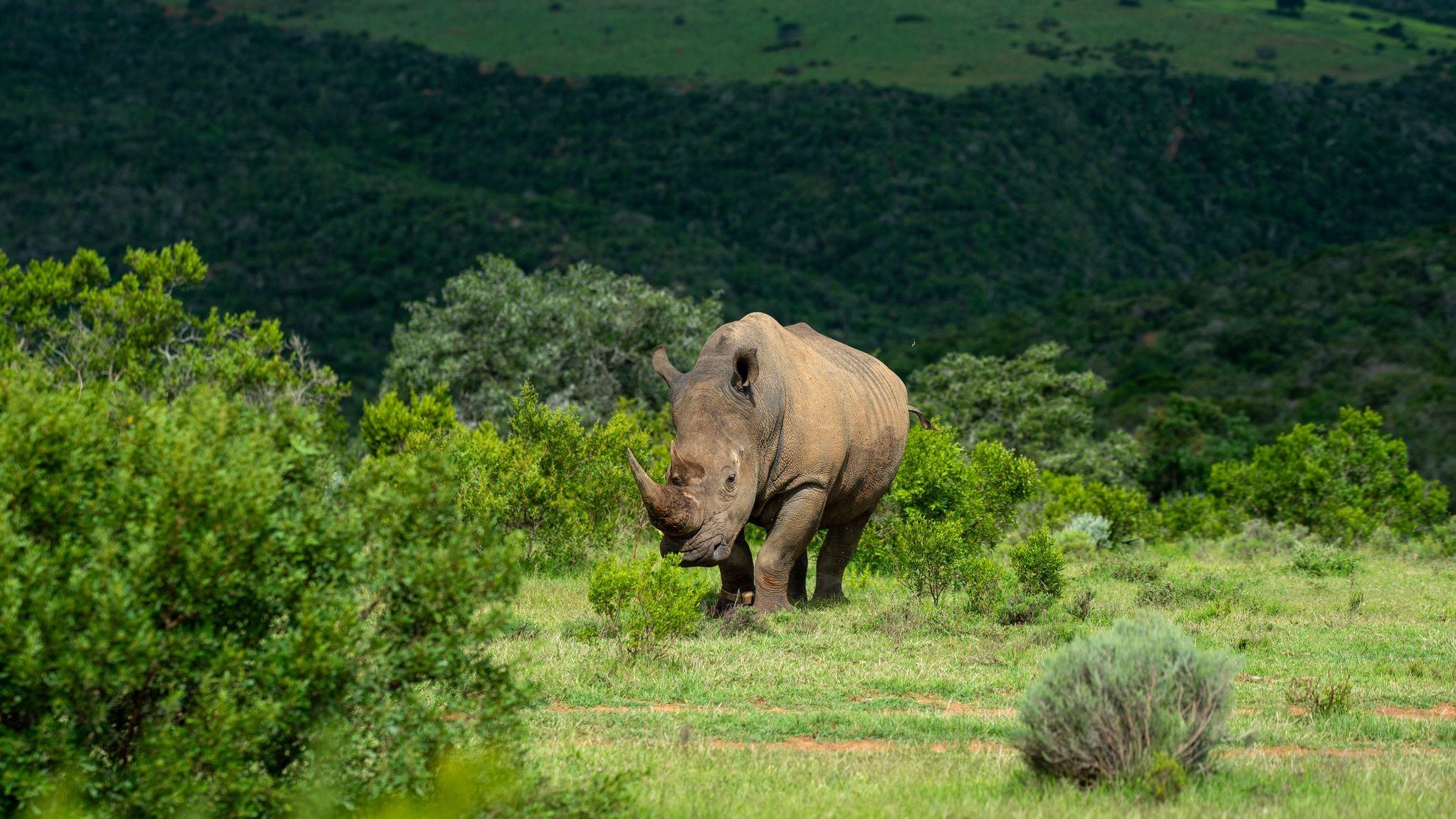 Mantis Founders Lodge_10