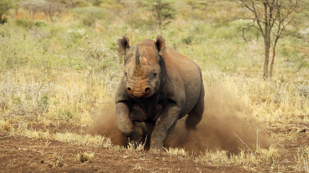Thanda Black Rhino