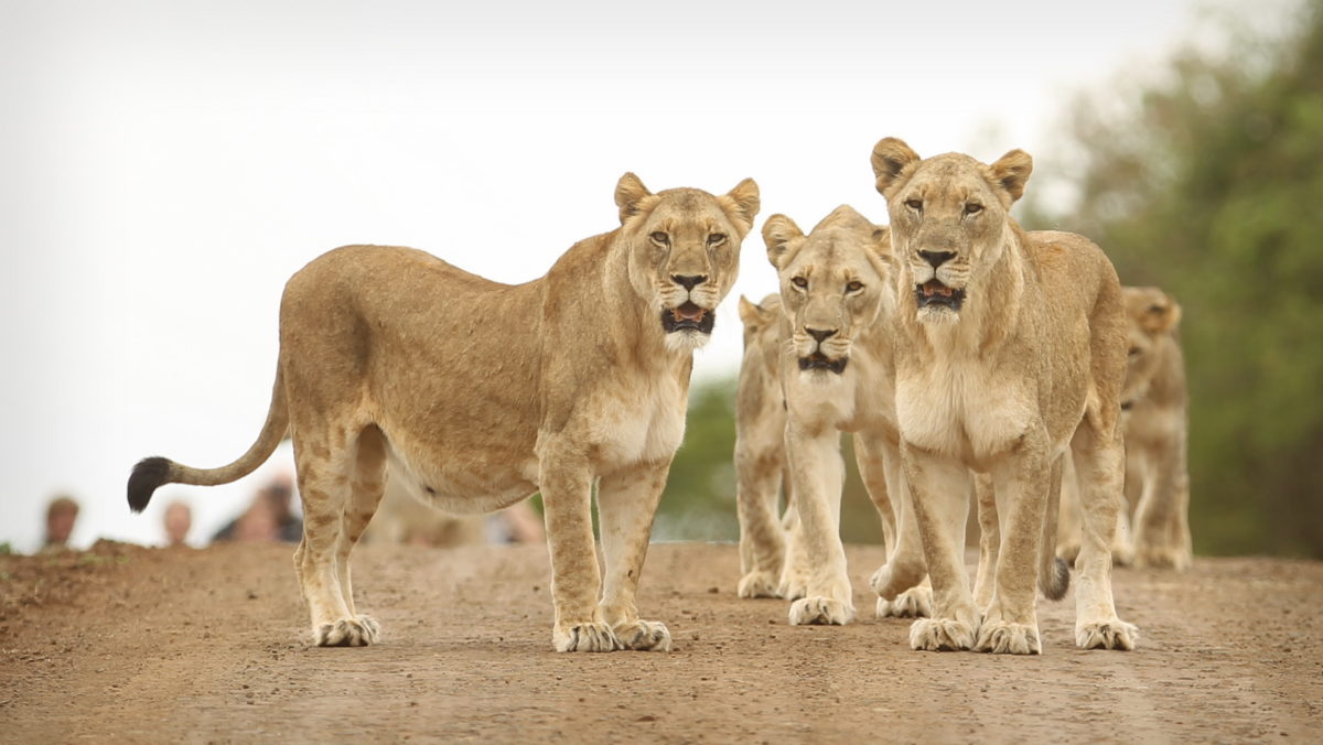 Thanda Lioness